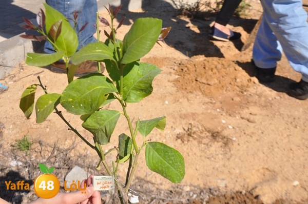 ashjar taso 0328 (24).JPG